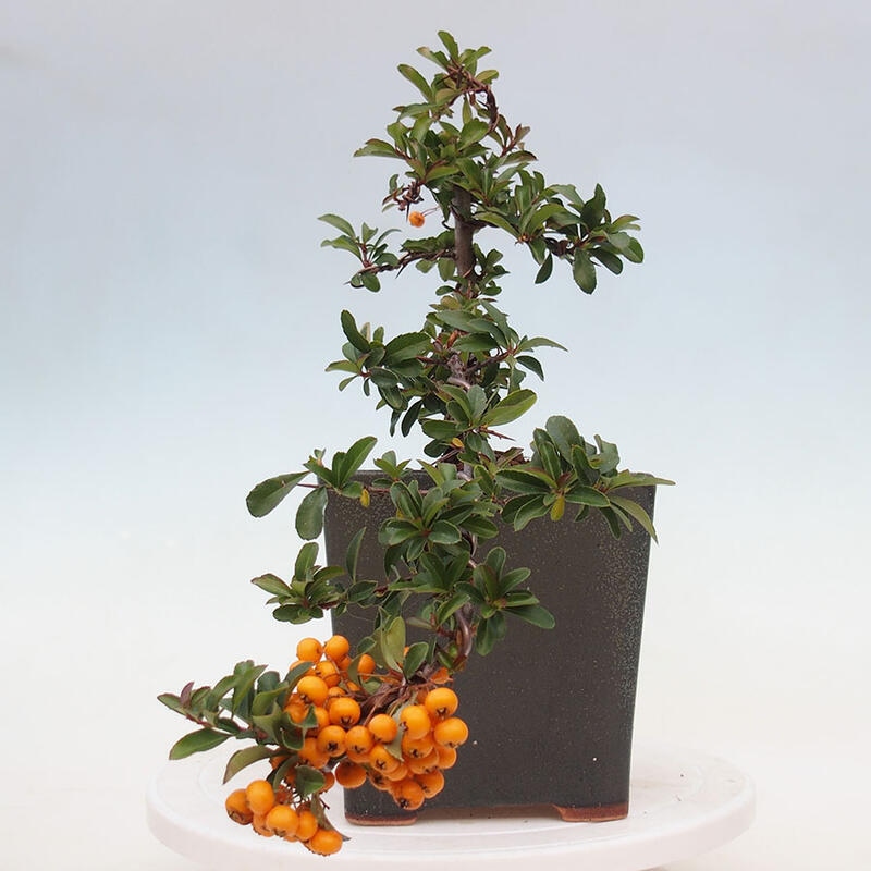 Bonsai zewnętrzne - Pyracantha teton - Szkarłatny głóg