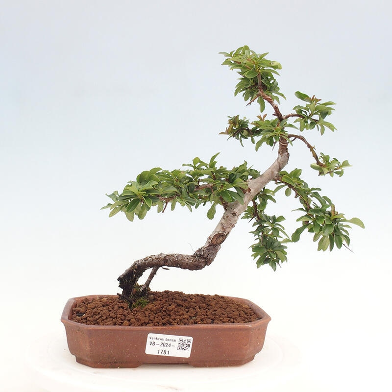 Bonsai zewnętrzne - Pyracantha teton - Szkarłatny głóg