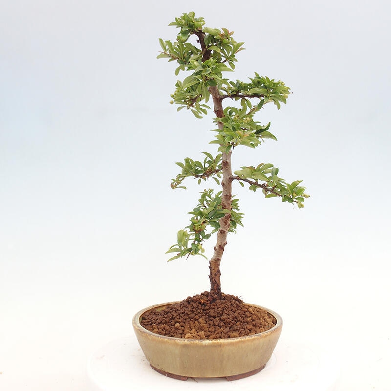 Bonsai zewnętrzne - Pyracantha teton - Szkarłatny głóg