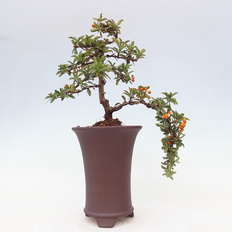 Bonsai zewnętrzne - Pyracantha teton - Szkarłatny głóg