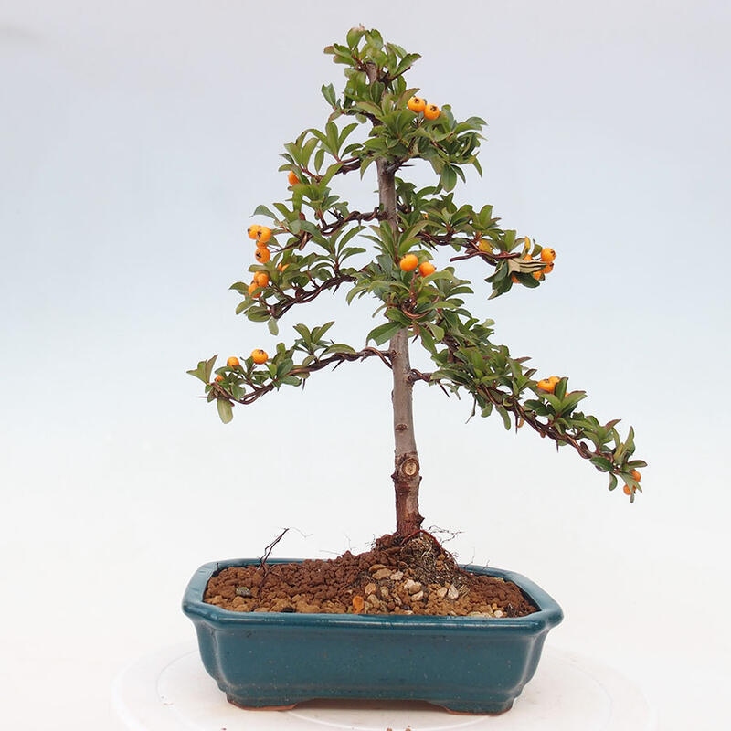 Bonsai zewnętrzne - Pyracantha teton - Szkarłatny głóg