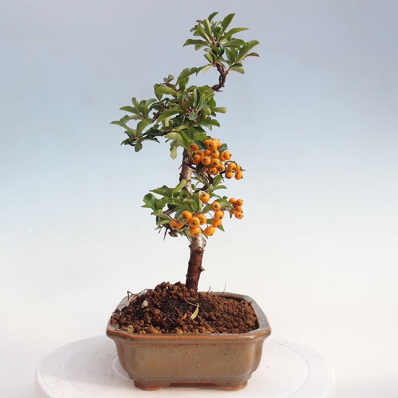 Bonsai zewnętrzne - Pyracantha teton - Szkarłatny głóg