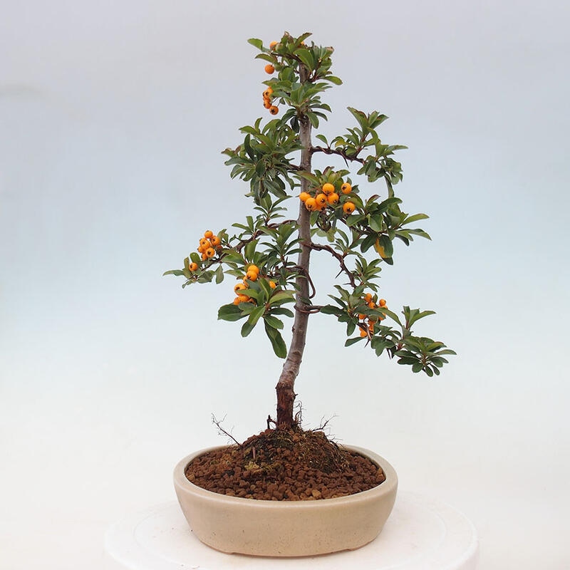 Bonsai zewnętrzne - Pyracantha teton - Szkarłatny głóg