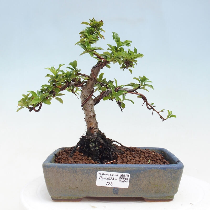 Bonsai zewnętrzne - Pyracantha teton - Szkarłatny głóg