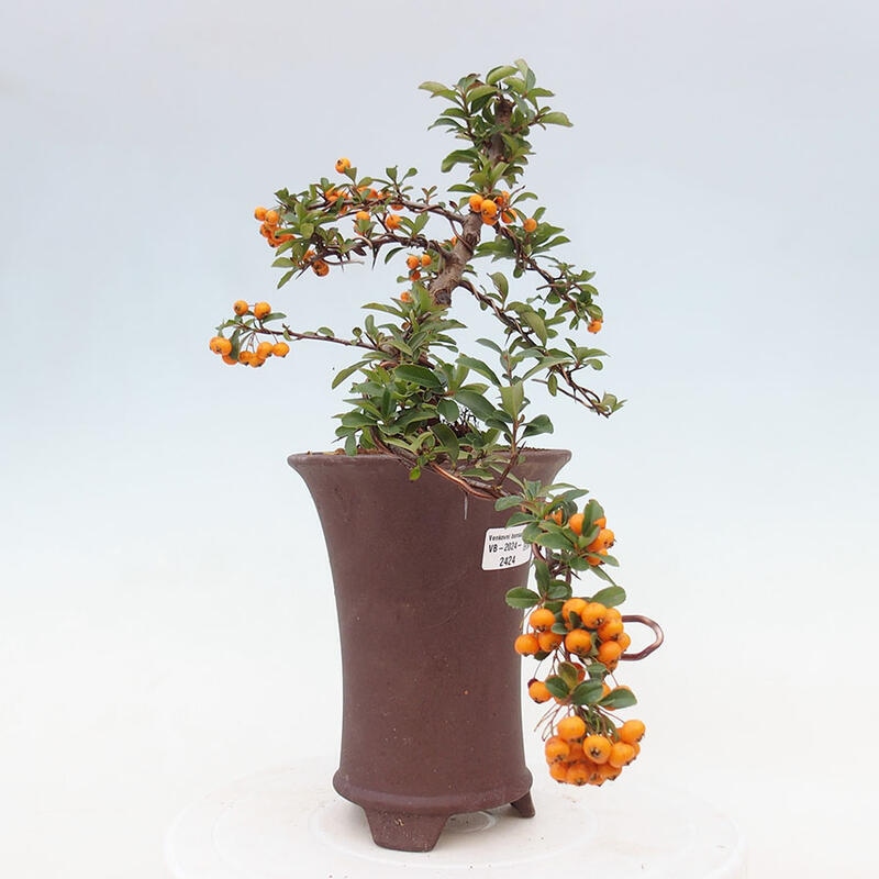 Bonsai zewnętrzne - Pyracantha teton - Szkarłatny głóg