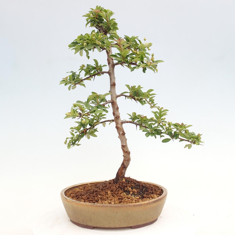 Bonsai zewnętrzne - Pyracantha teton - Szkarłatny głóg