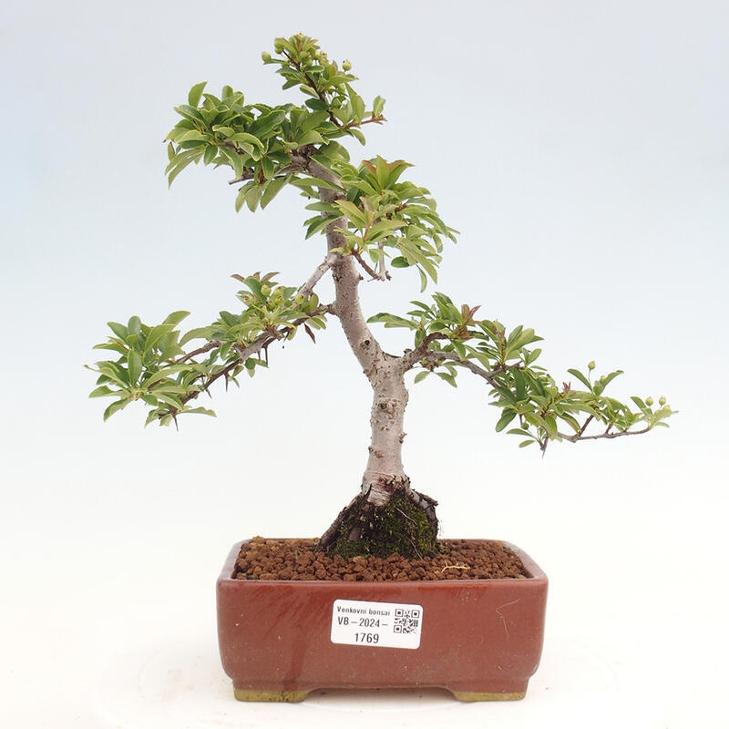 Bonsai zewnętrzne - Pyracantha teton - Szkarłatny głóg