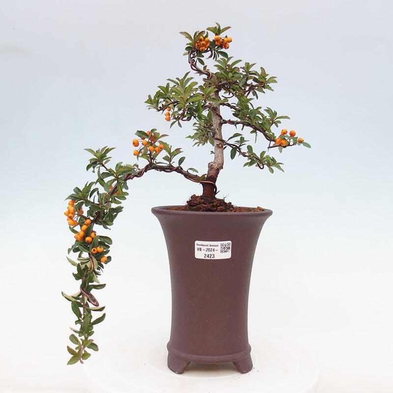 Bonsai zewnętrzne - Pyracantha teton - Szkarłatny głóg