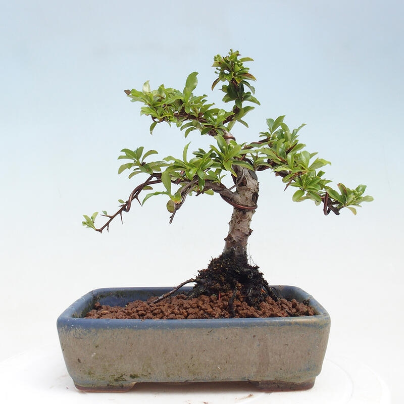 Bonsai zewnętrzne - Pyracantha teton - Szkarłatny głóg