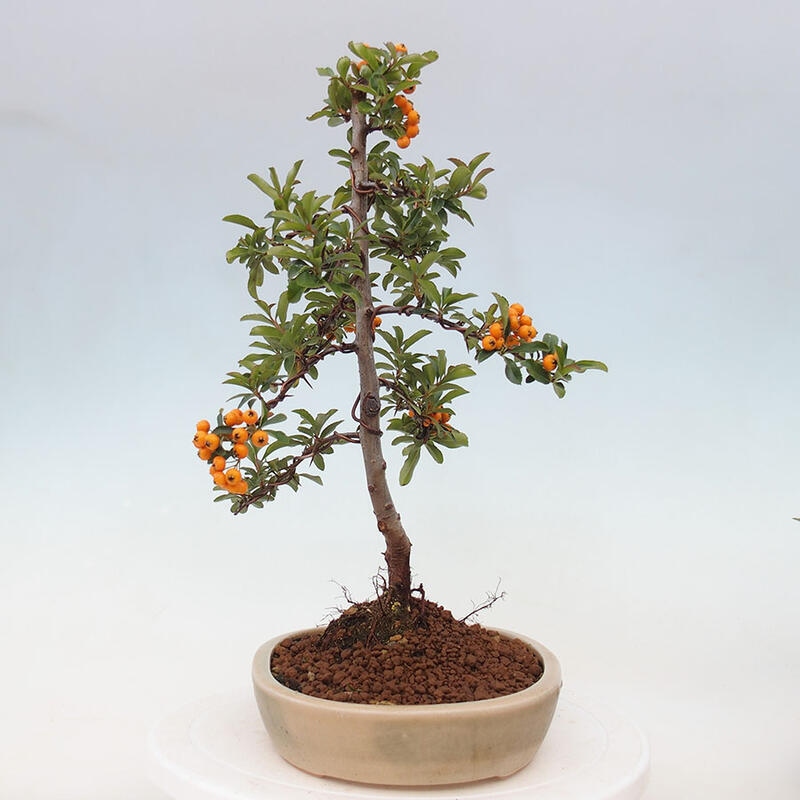 Bonsai zewnętrzne - Pyracantha teton - Szkarłatny głóg