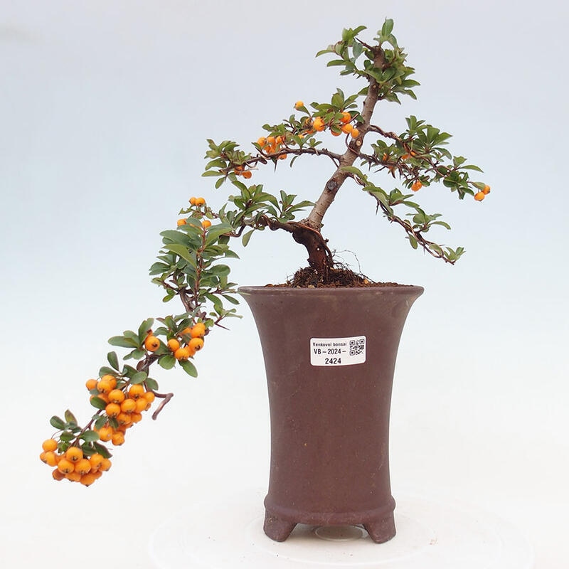 Bonsai zewnętrzne - Pyracantha teton - Szkarłatny głóg