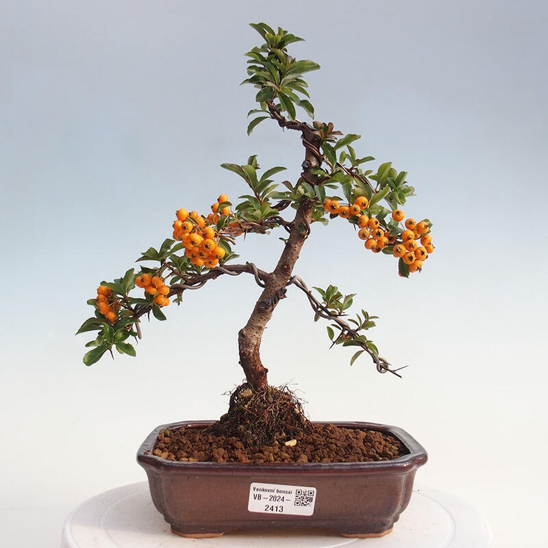 Bonsai zewnętrzne - Pyracantha teton - Szkarłatny głóg