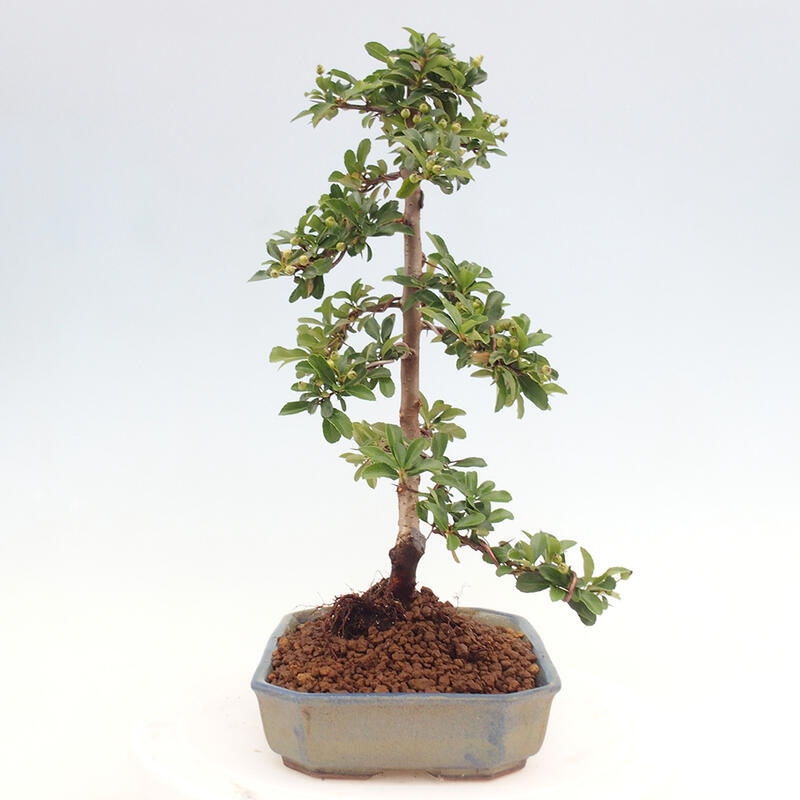 Bonsai zewnętrzne - Pyracantha teton - Szkarłatny głóg