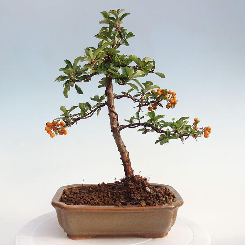 Bonsai zewnętrzne - Pyracantha teton - Szkarłatny głóg