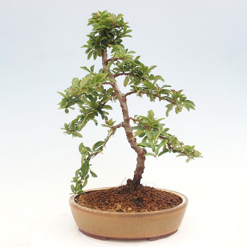 Bonsai zewnętrzne - Pyracantha teton - Szkarłatny głóg