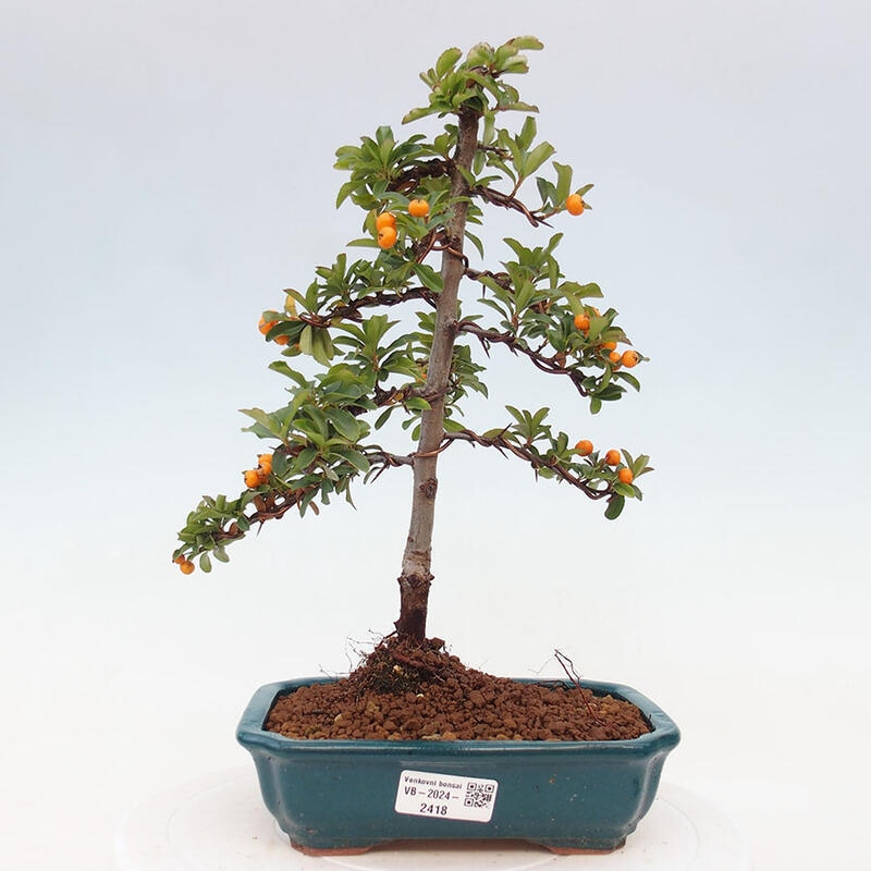 Bonsai zewnętrzne - Pyracantha teton - Szkarłatny głóg