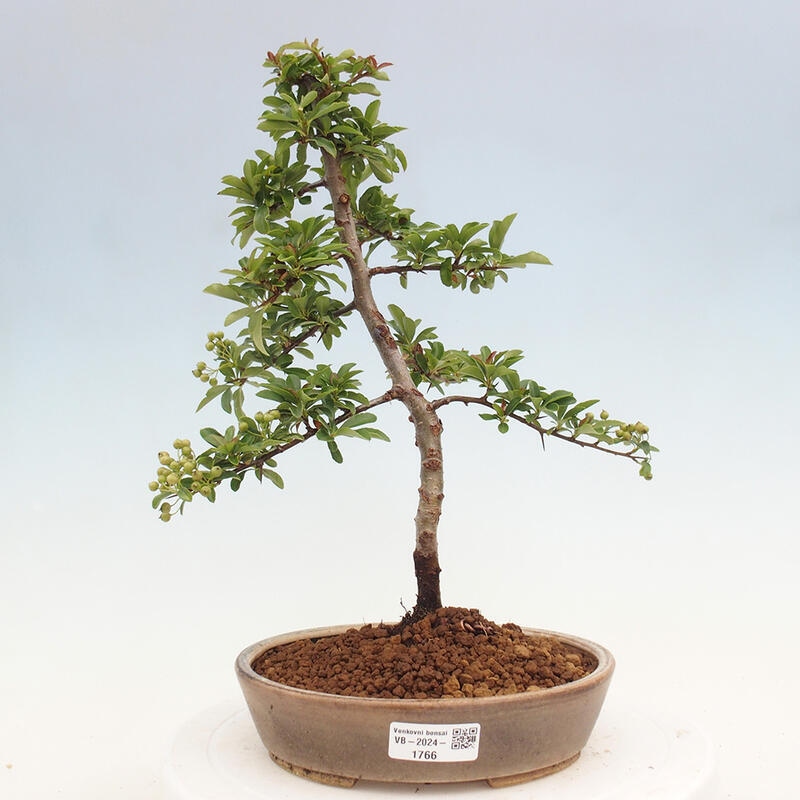 Bonsai zewnętrzne - Pyracantha teton - Szkarłatny głóg