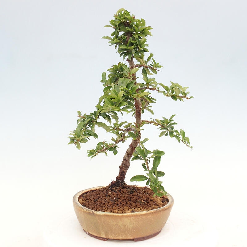 Bonsai zewnętrzne - Pyracantha teton - Szkarłatny głóg