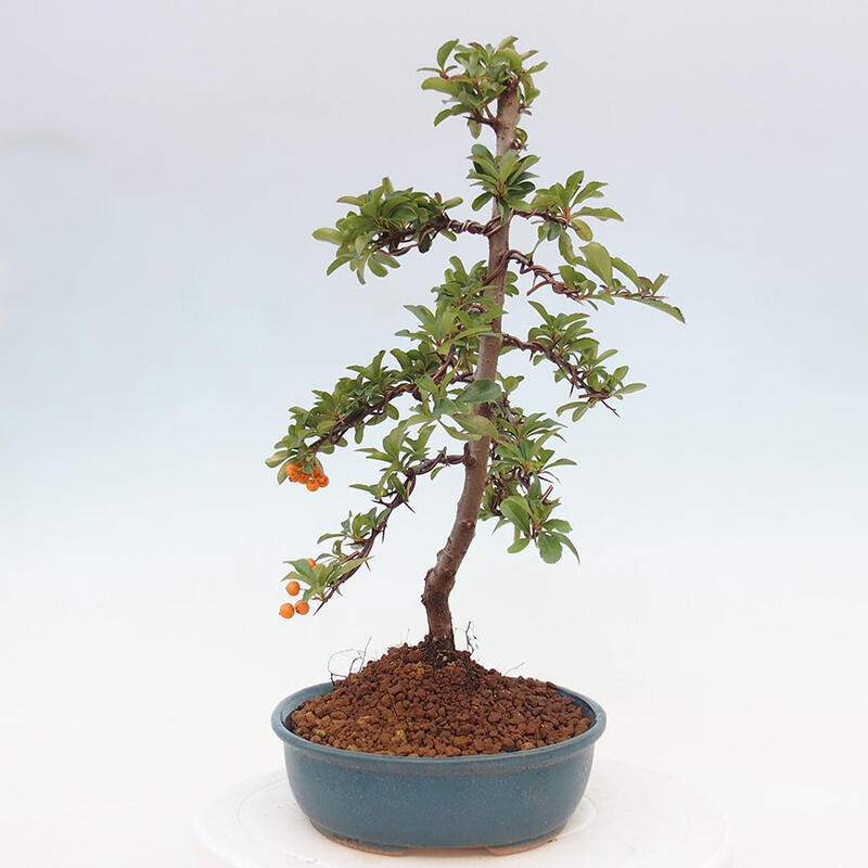 Bonsai zewnętrzne - Pyracantha teton - Szkarłatny głóg