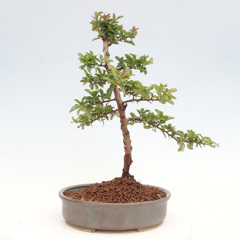 Bonsai zewnętrzne - Pyracantha teton - Szkarłatny głóg