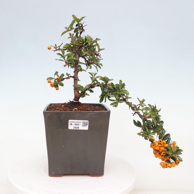 Bonsai zewnętrzne - Pyracantha teton - Szkarłatny głóg