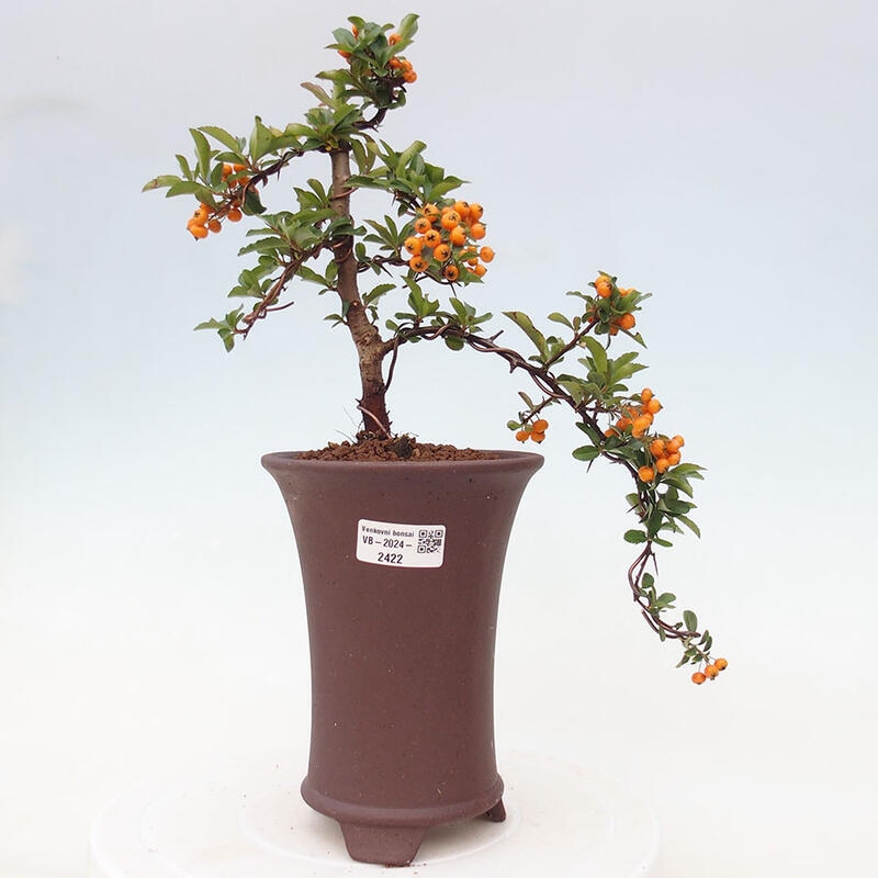 Bonsai zewnętrzne - Pyracantha teton - Szkarłatny głóg