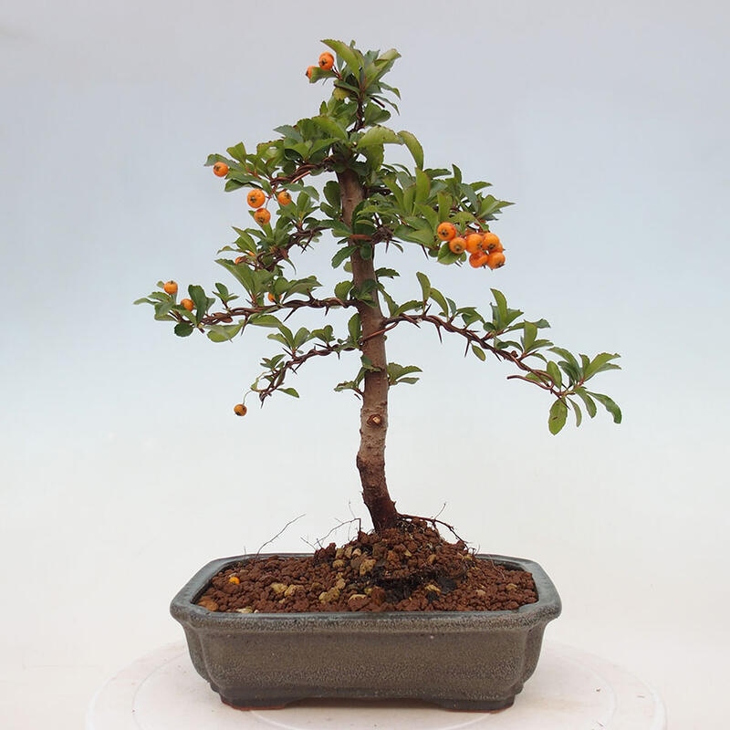 Bonsai zewnętrzne - Pyracantha teton - Szkarłatny głóg