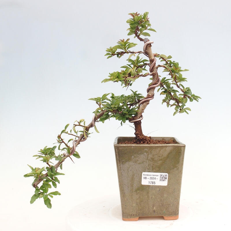 Bonsai zewnętrzne - Pyracantha teton - Szkarłatny głóg