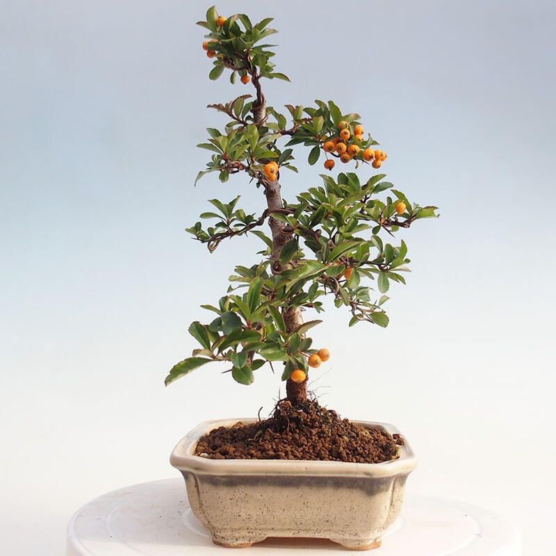 Bonsai zewnętrzne - Pyracantha teton - Szkarłatny głóg