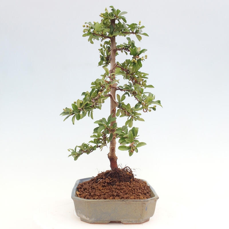 Bonsai zewnętrzne - Pyracantha teton - Szkarłatny głóg