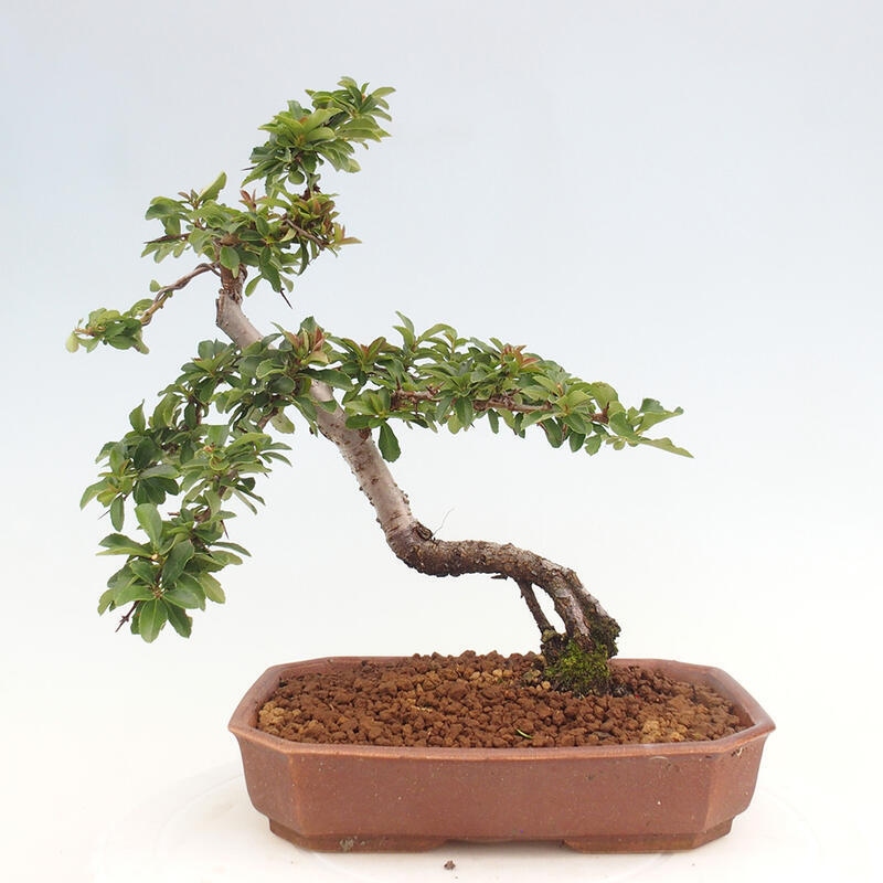 Bonsai zewnętrzne - Pyracantha teton - Szkarłatny głóg