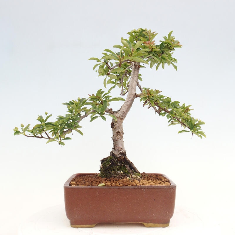 Bonsai zewnętrzne - Pyracantha teton - Szkarłatny głóg