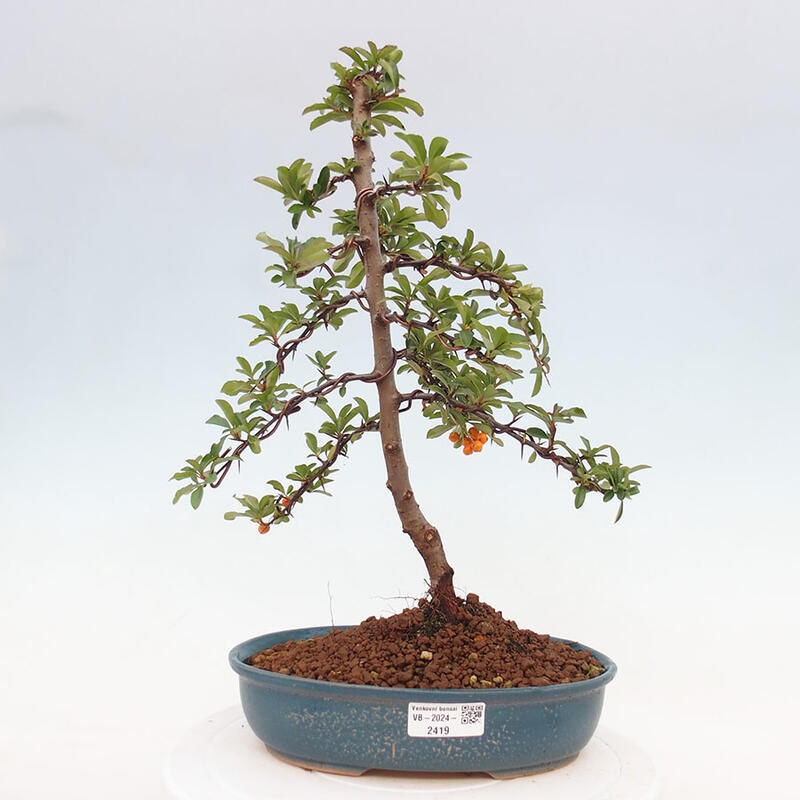 Bonsai zewnętrzne - Pyracantha teton - Szkarłatny głóg