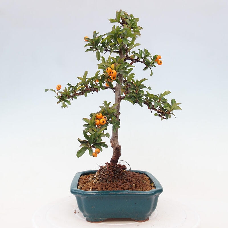 Bonsai zewnętrzne - Pyracantha teton - Szkarłatny głóg