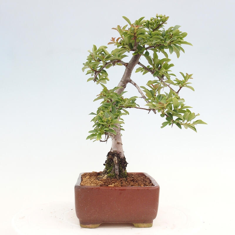 Bonsai zewnętrzne - Pyracantha teton - Szkarłatny głóg