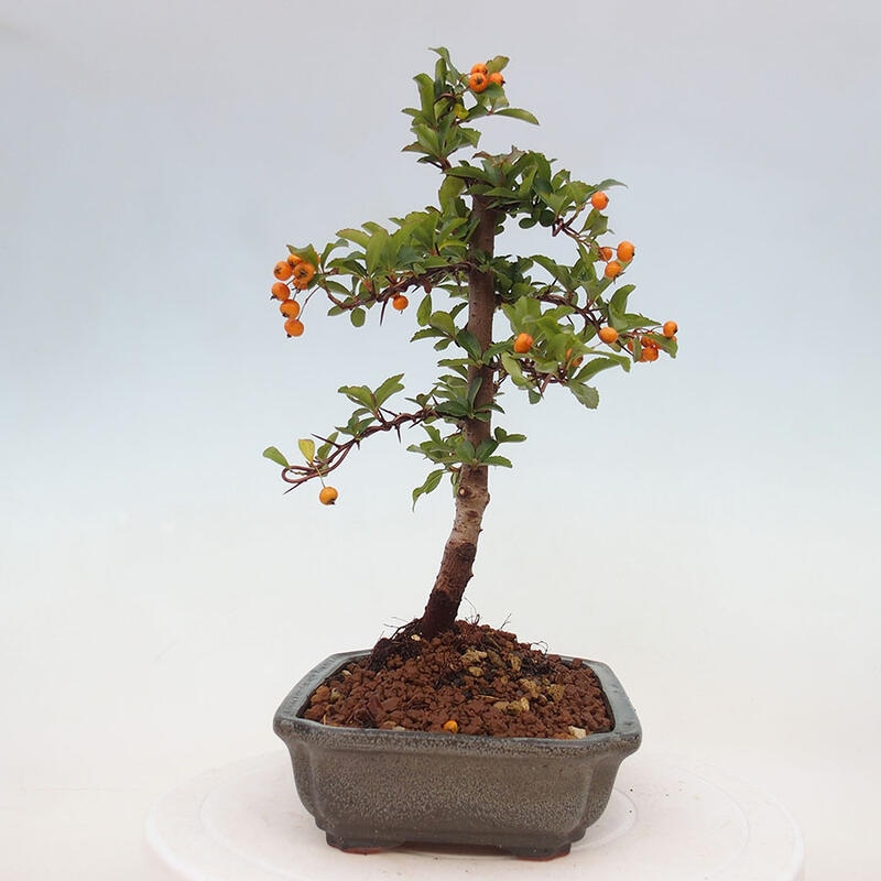 Bonsai zewnętrzne - Pyracantha teton - Szkarłatny głóg