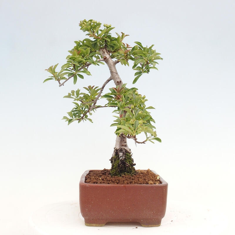 Bonsai zewnętrzne - Pyracantha teton - Szkarłatny głóg