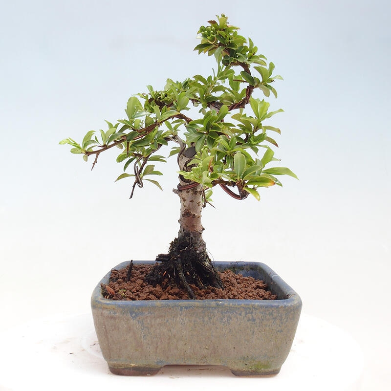 Bonsai zewnętrzne - Pyracantha teton - Szkarłatny głóg