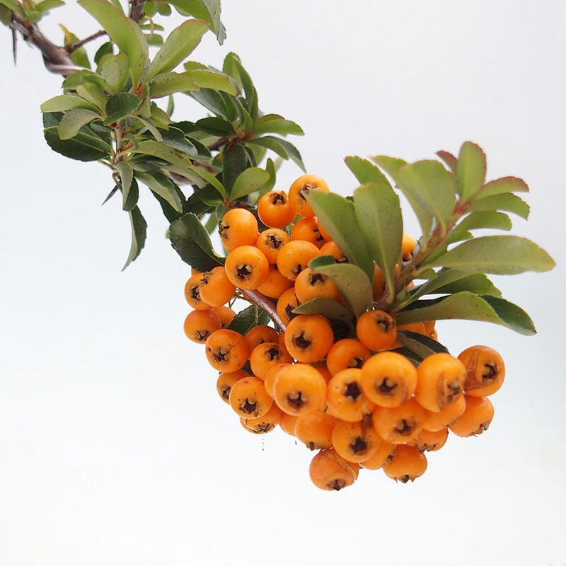 Bonsai zewnętrzne - Pyracantha teton - Szkarłatny głóg