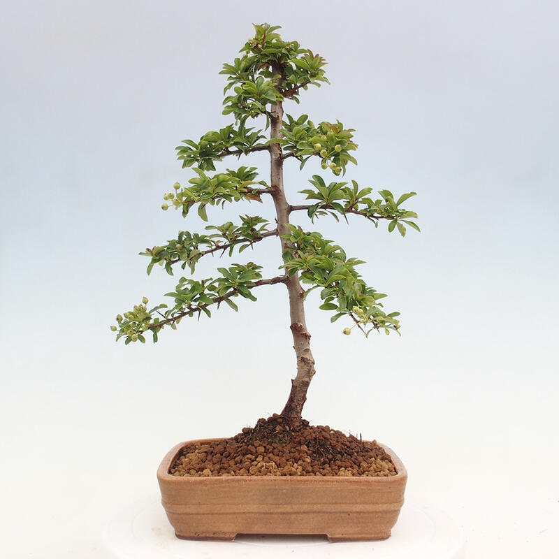 Bonsai zewnętrzne - Pyracantha teton - Szkarłatny głóg