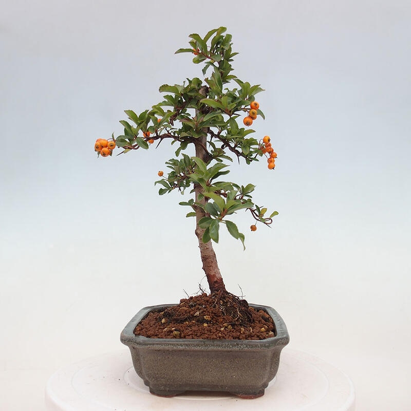 Bonsai zewnętrzne - Pyracantha teton - Szkarłatny głóg