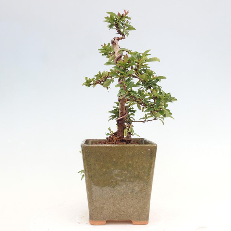 Bonsai zewnętrzne - Pyracantha teton - Szkarłatny głóg