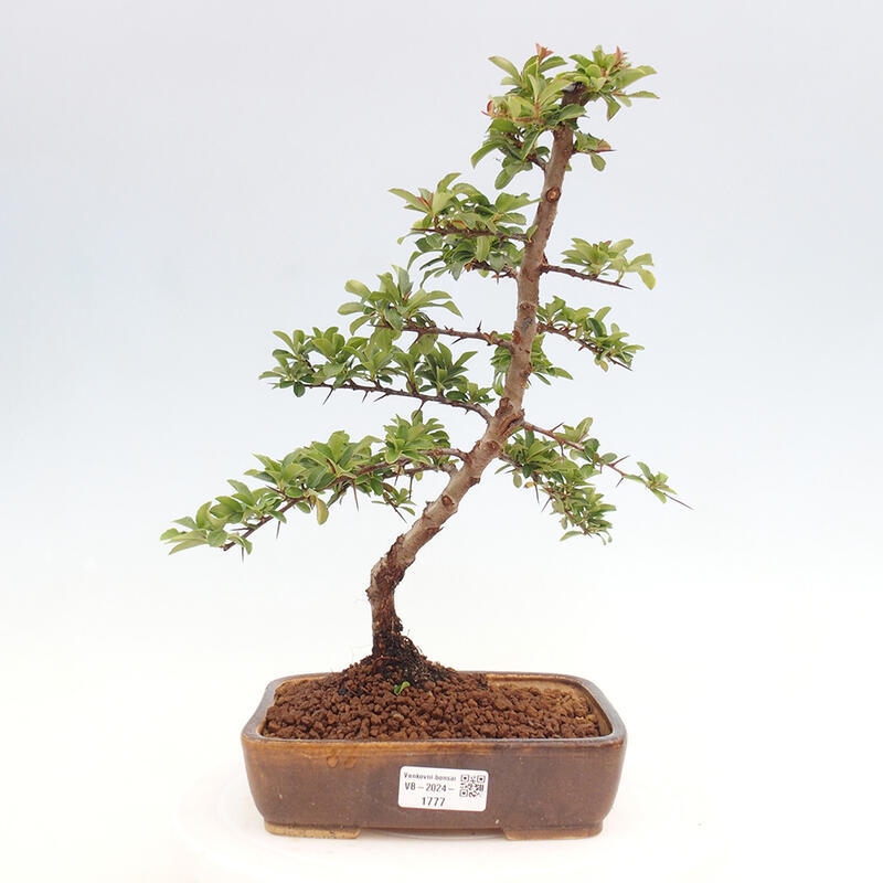 Bonsai zewnętrzne - Pyracantha teton - Szkarłatny głóg