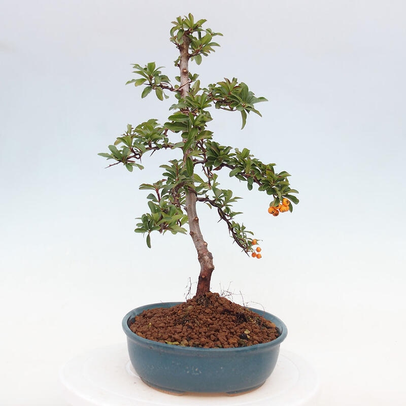 Bonsai zewnętrzne - Pyracantha teton - Szkarłatny głóg