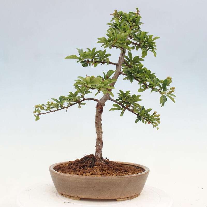 Bonsai zewnętrzne - Pyracantha teton - Szkarłatny głóg