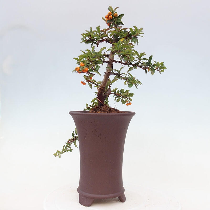 Bonsai zewnętrzne - Pyracantha teton - Szkarłatny głóg