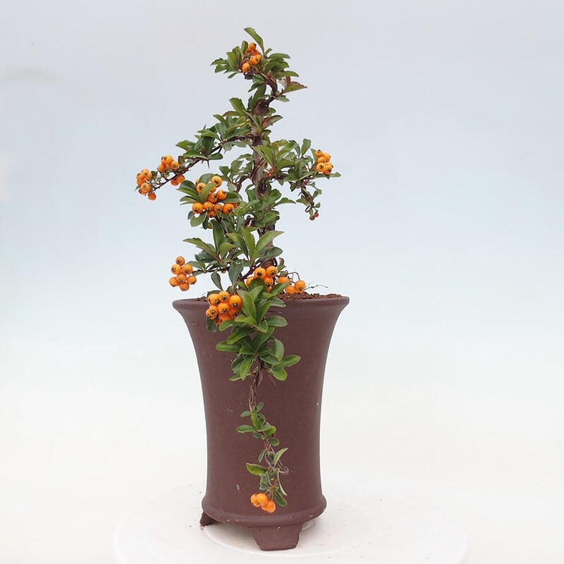 Bonsai zewnętrzne - Pyracantha teton - Szkarłatny głóg