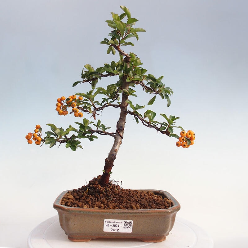 Bonsai zewnętrzne - Pyracantha teton - Szkarłatny głóg