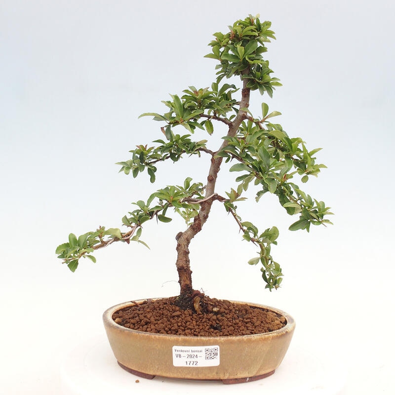 Bonsai zewnętrzne - Pyracantha teton - Szkarłatny głóg