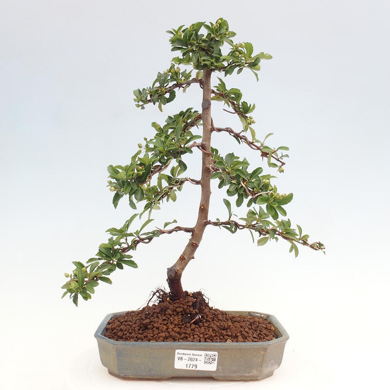 Bonsai zewnętrzne - Pyracantha teton - Szkarłatny głóg